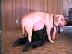 Big K9 fucks a bitch on the ground in a doggystyle.